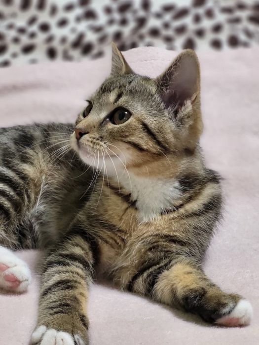 Віддам кицю ще маленька в добрі руки