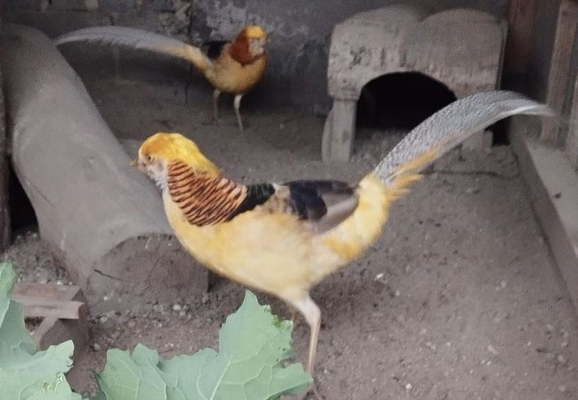 Bażanty bananowe 2024, 2025 (150 zł)