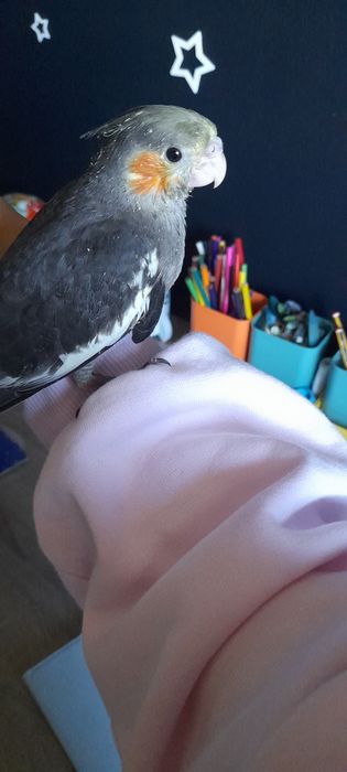 Caturra 2 meses bebé