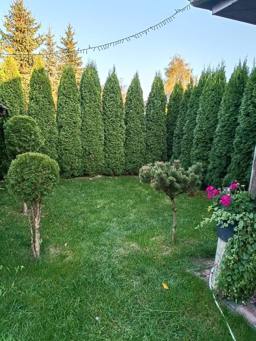 Tuja szmaragd, Choinki świerk srebrny, dostawa Lublin,Palikije Pierwsz