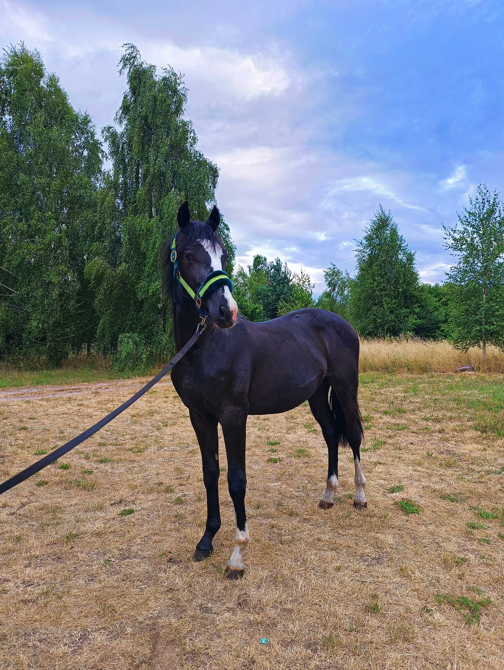 Ogierek Sp 1, 5 roku