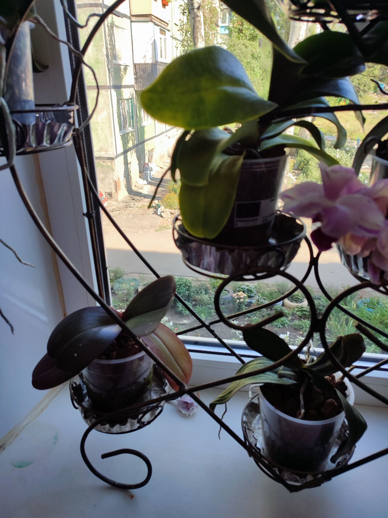 Орхидеи, фаленопсис, мильтония