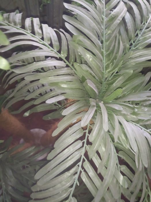 Декоративная пальма