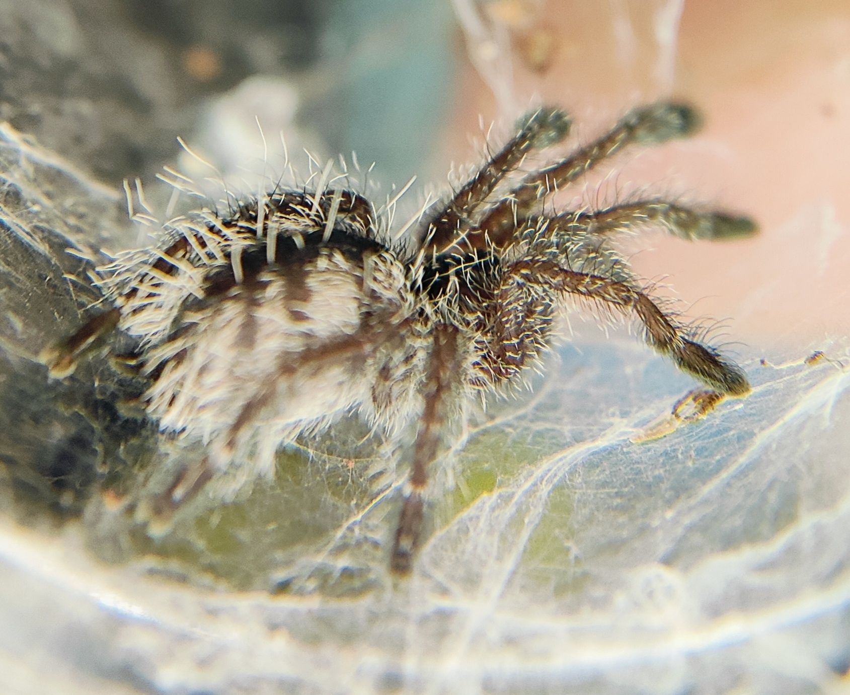 Avicularia purpurea L3