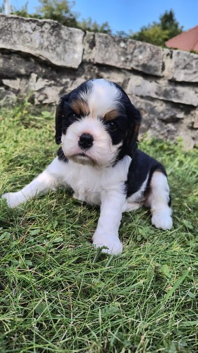 Suczka Cavalier King Charles Spaniel