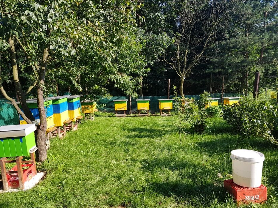 Ule wielkopolskie 12 ramkowe