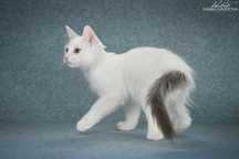 котик манчкин лонг длинные лапки