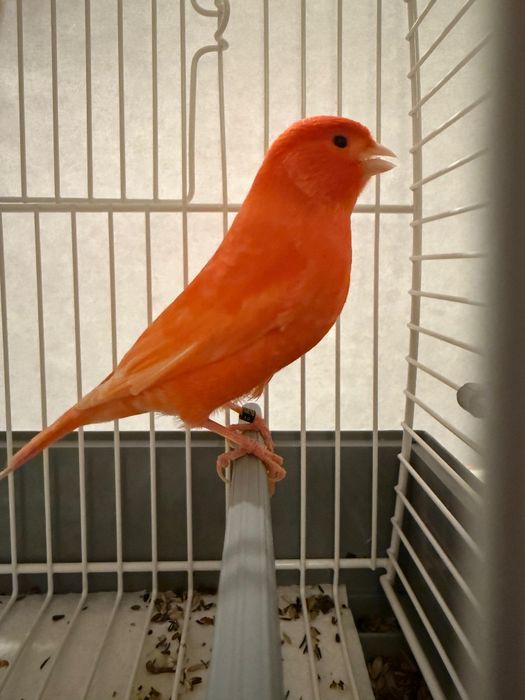 Canários Vermelho Lipocrómico