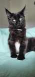Kocurek Maine Coon