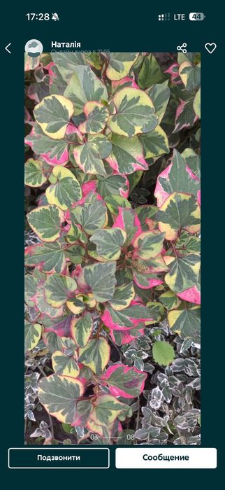 Кампсис  вейгела лапчатка жимолость бересклет гібіскус