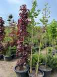 Klon Kolumnowy ' Crimson Sentry ' Wys. ok 300cm Pojemnik 65L