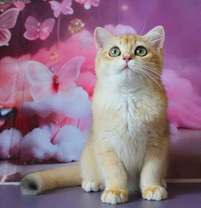 Золотий британський котик шукає найкращу сім'ю