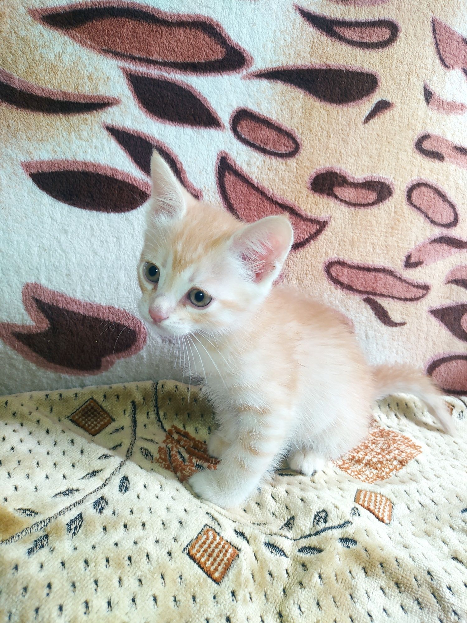 Подарую чудових кошенят (безкоштовно)