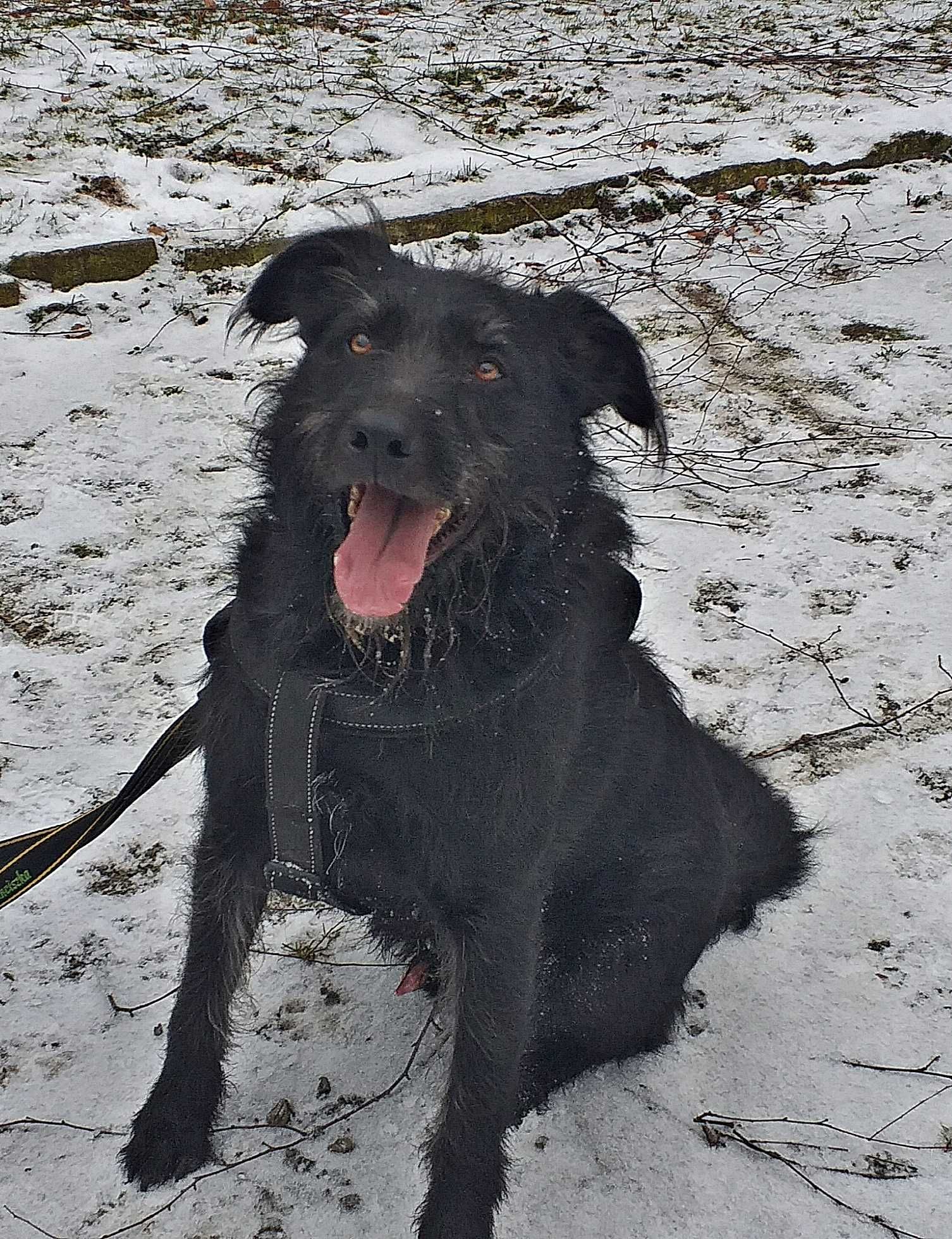 Bandi prawie całe swoje życie w schronisku