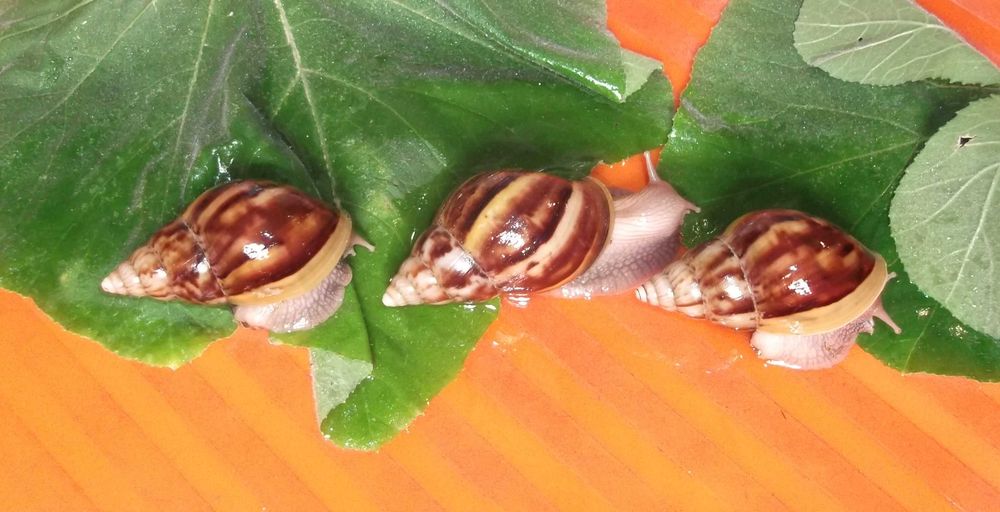 Ахатина Фулика Улитки Равлики