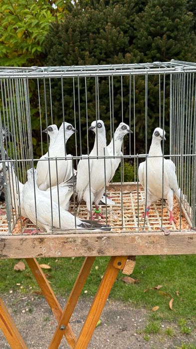 Gołębie Wiedeńskie