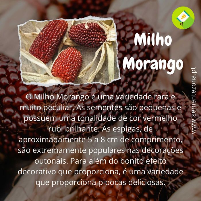 Sementes de Milho Morango (espécie rara)