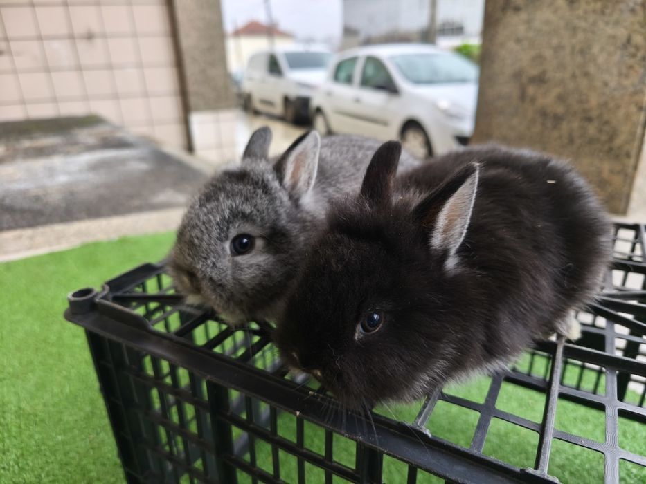 Coelhos mini anão holandês...