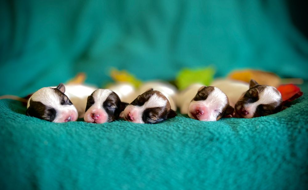 Jack Russell Terrier