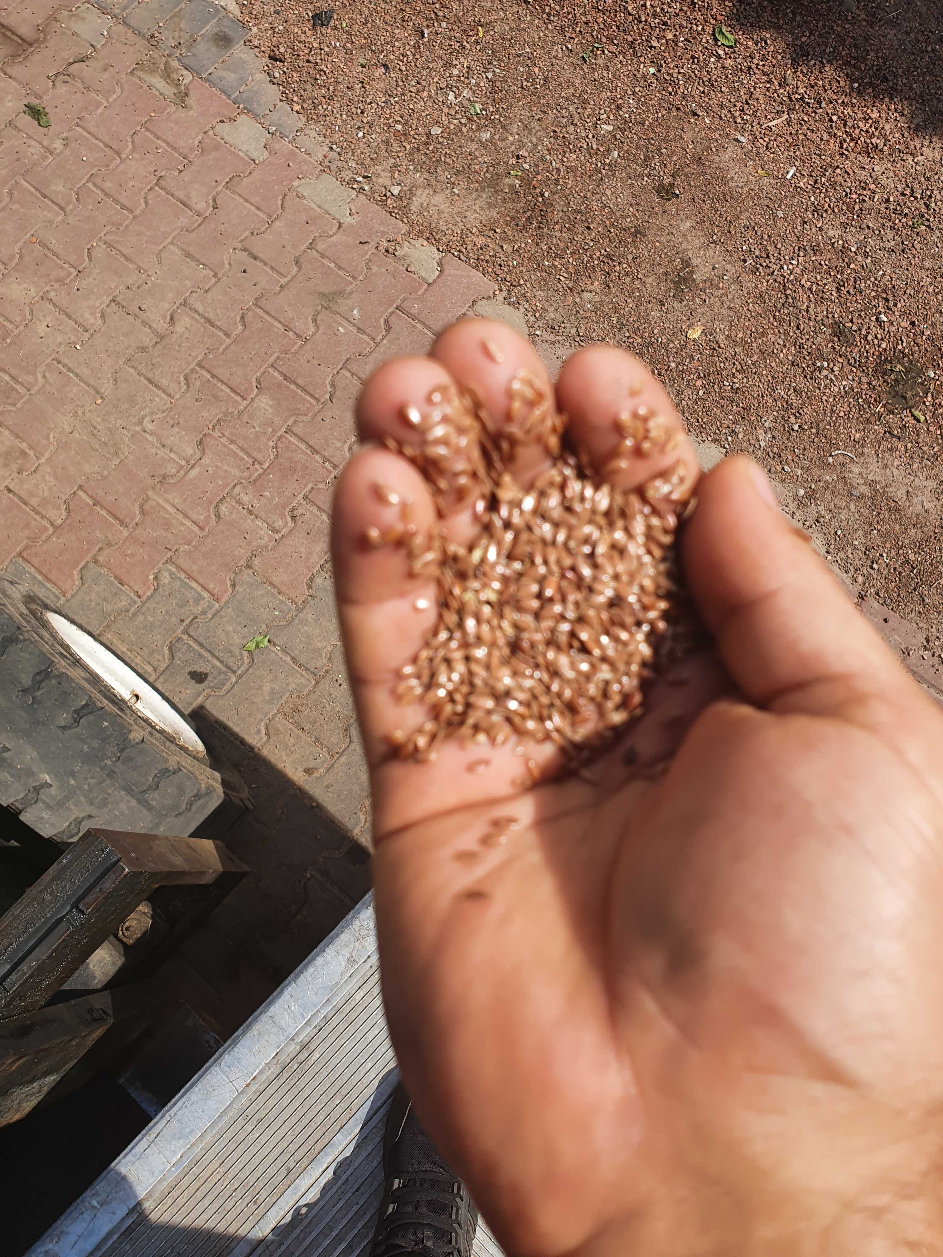 LUCERNA sorgo BÓB bobik łubin peluszka groch koniczyna rzodkiew płużna