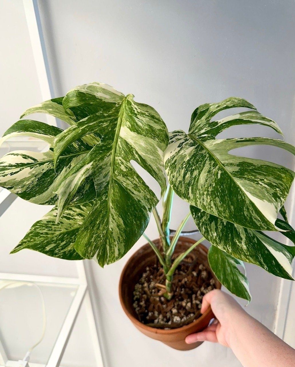 Monstera variegata, últimos exemplares