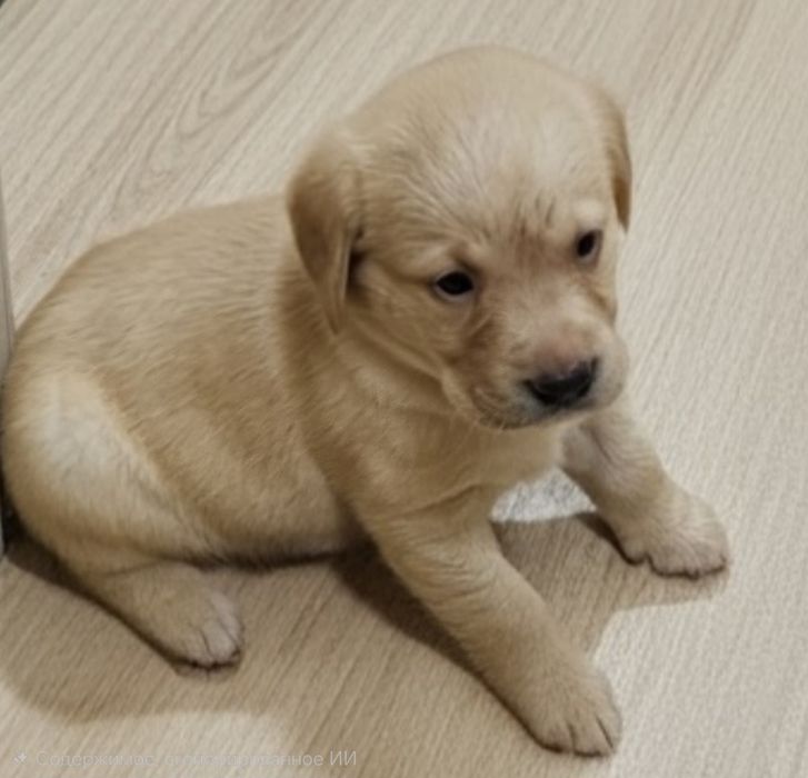 Продажа чистокровных щенков лабрадора палевого окраса