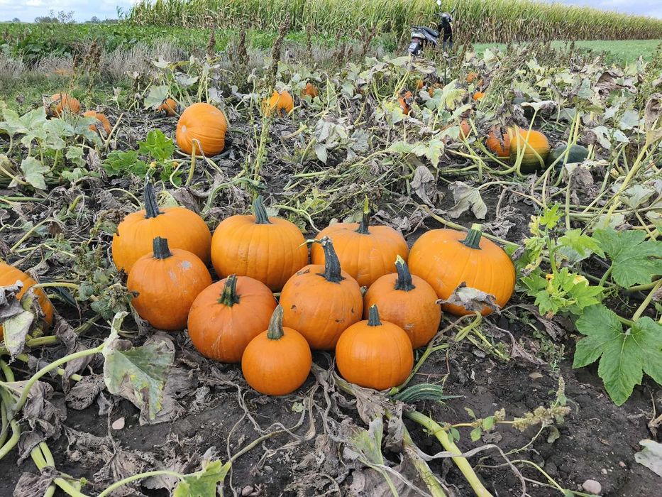 Sprzedam dynię Halloween