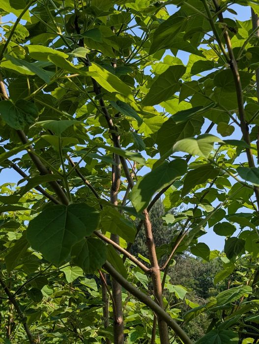 Sadzonki XXL Drzewa tlenowego oxytree 3 letnie o wysokości 3-4m Paulow