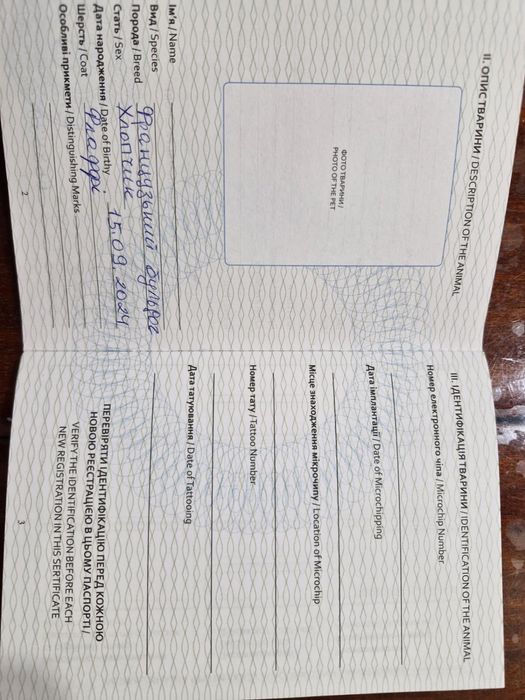 флаффі французький бульдог