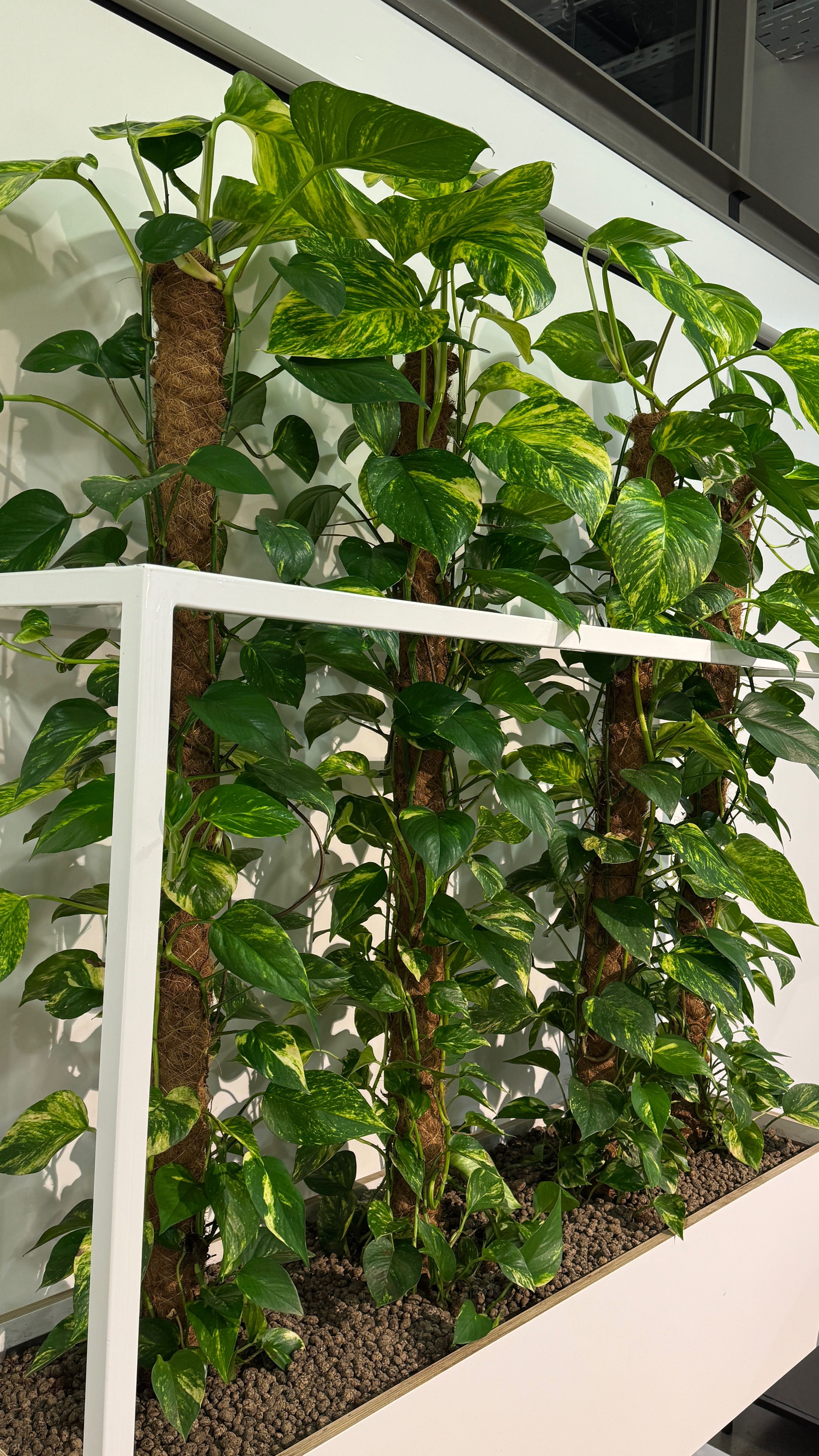 scindapsus/epipremnum duże, okazałe okazy