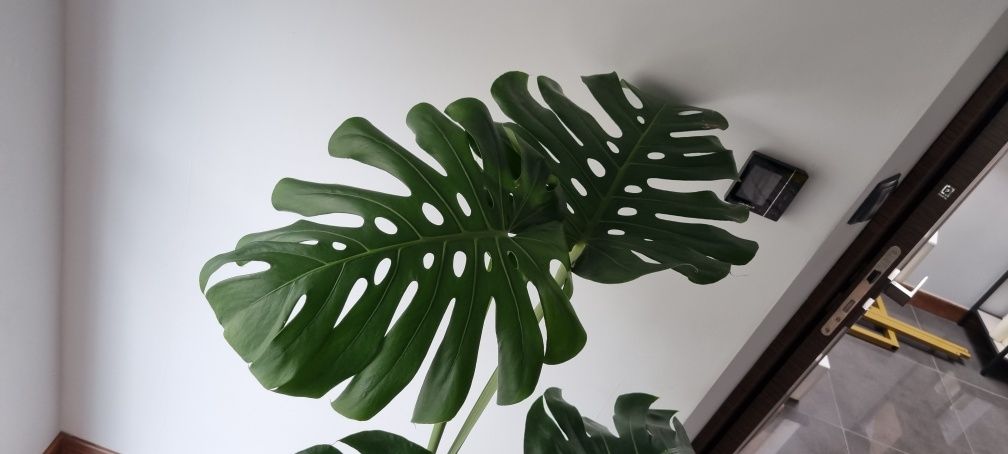 Monstera duży kwiat