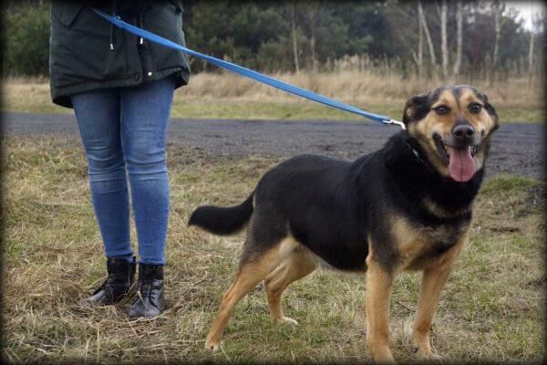 Bandi - uroczy psiak do adopcji