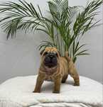 Szczeniak shar pei z rodowodem zkwp, domowa hodowla FCI
