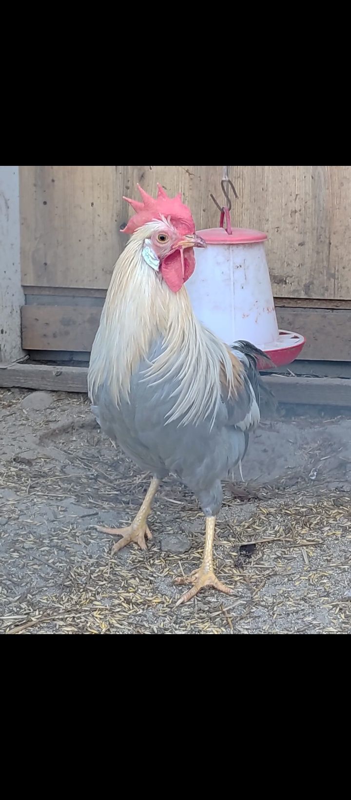 Sprzedam koguty młode