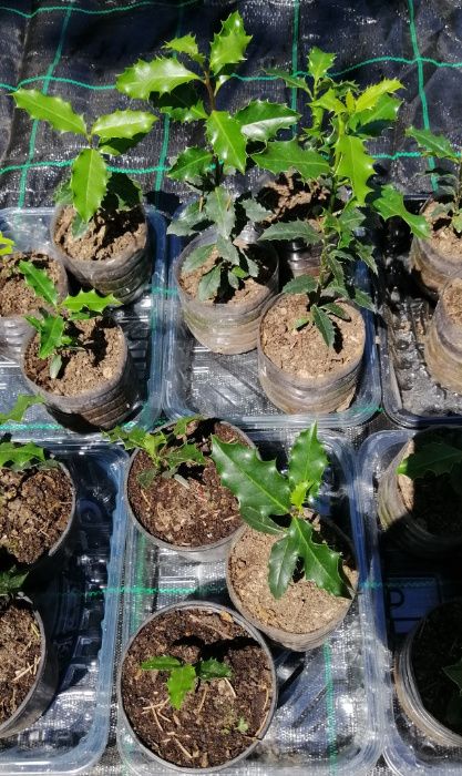 Azevinho - planta em vaso