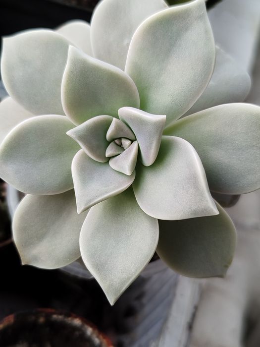 Суккулент по 15 гривень