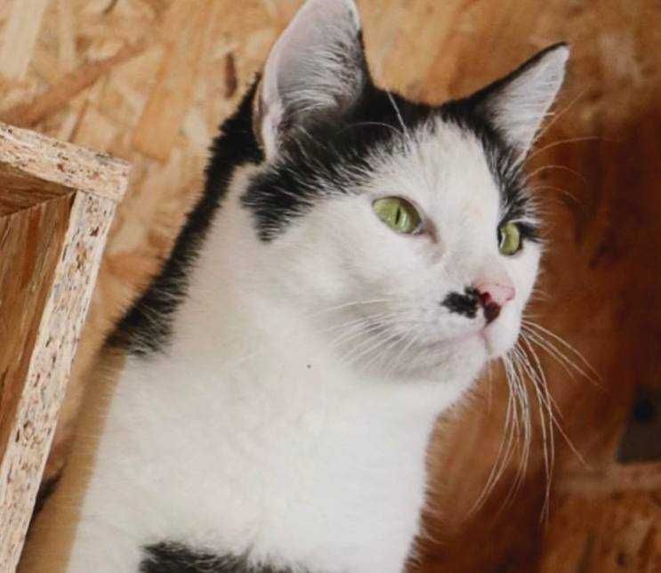 Кот Чак 1,5 года, котенок, котик усач,