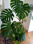 Kwiat Monstera 160 cm z  donicą