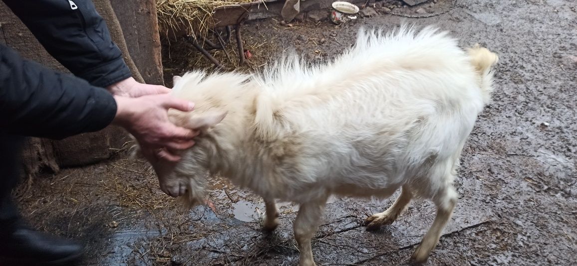 Робочий цап, 11 місяців