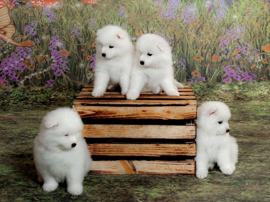 Samoyed pies dla wymagających wzór rasy szkolenie rodzice FCI Samojed