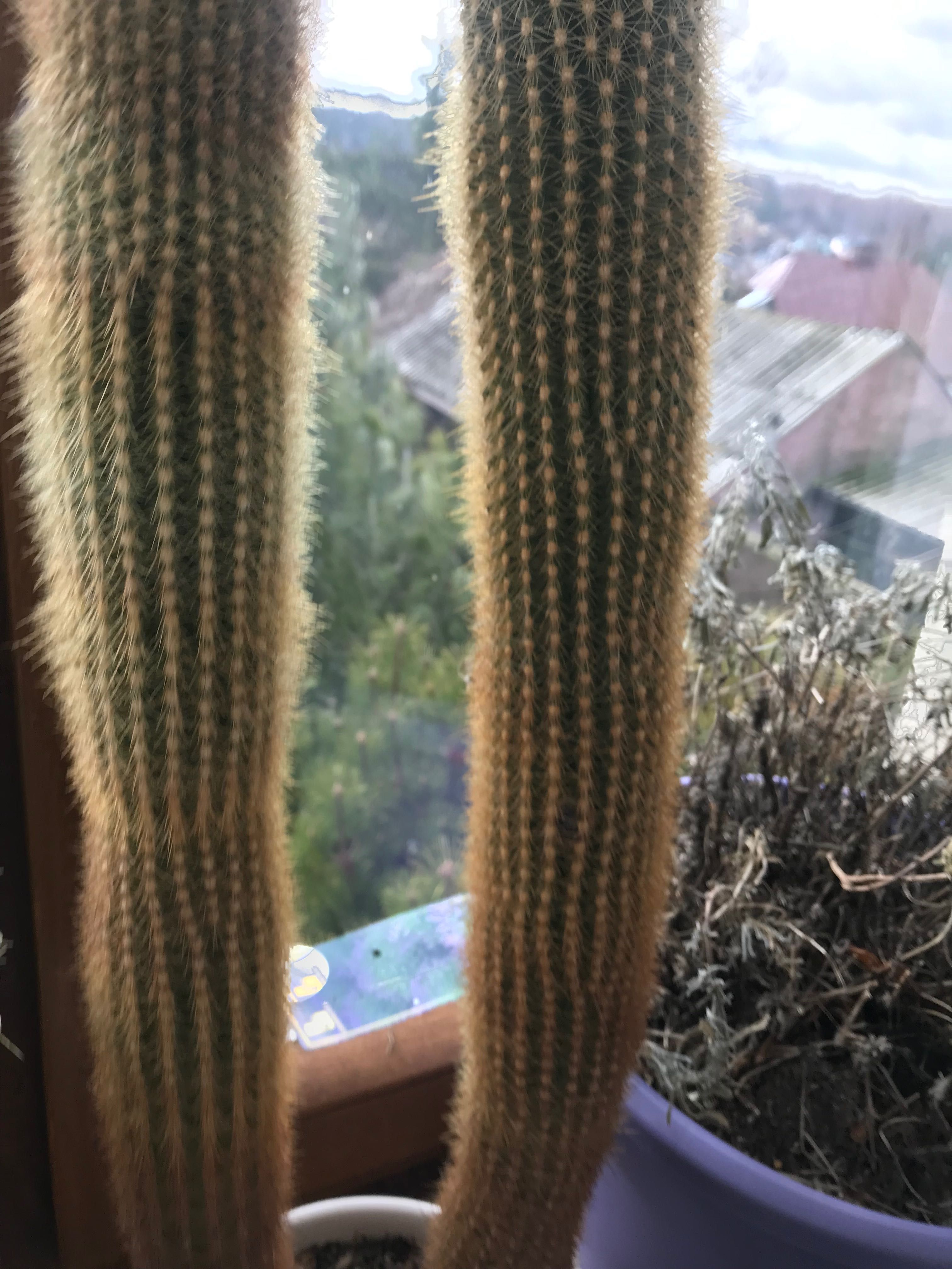 Kaktus w doniczce ok 95cm