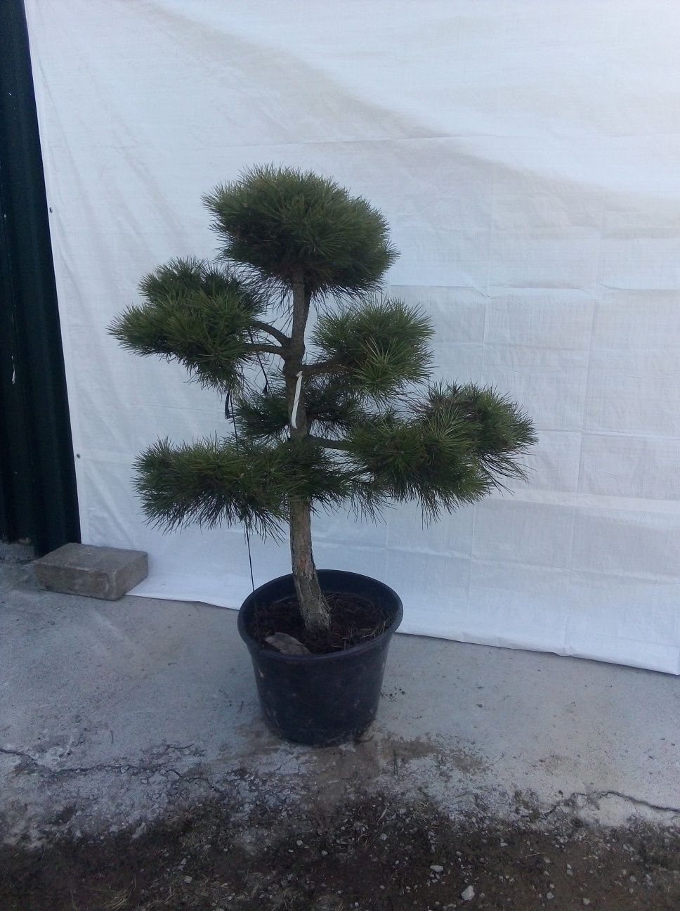 Bonsai Niwaki sosna thuja