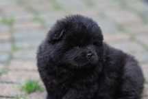 Chow Chow czarny samiec długowłosy ZKWP/FCI