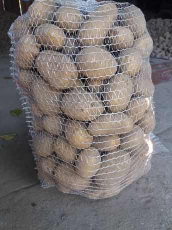 Ziemniaki jadalne Irga, Catania