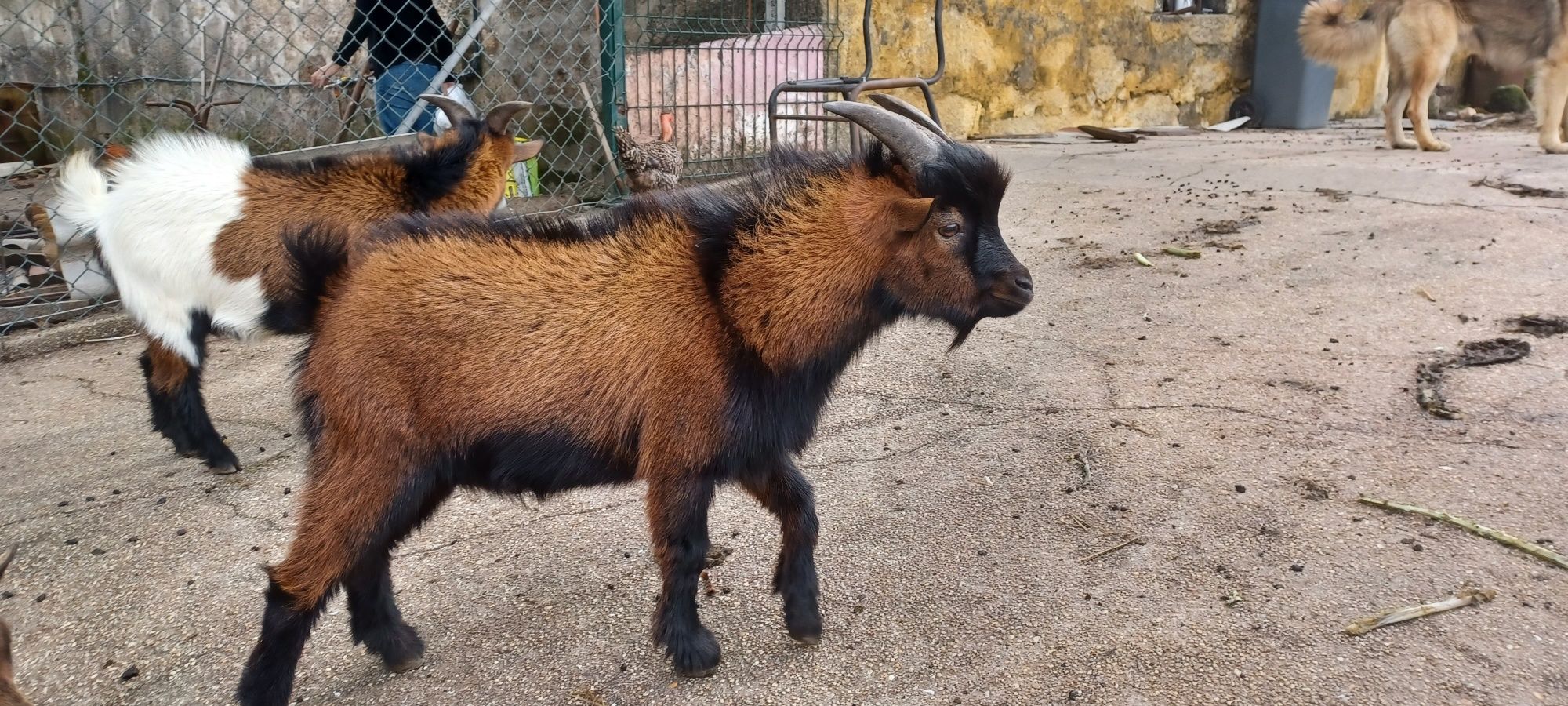 Cabrito anão macho