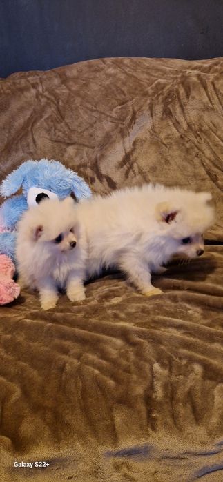 Śliczna sunia szpic