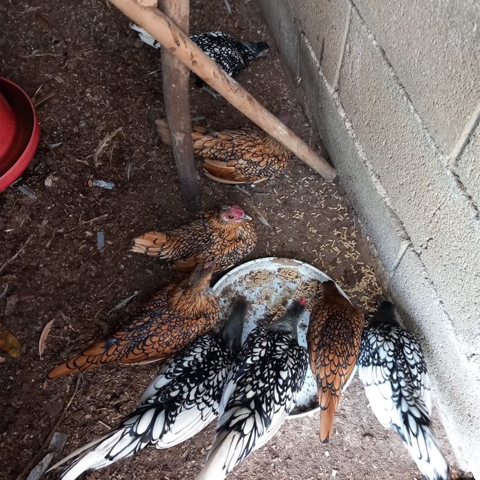 Vendo garnizos pratas e dourados