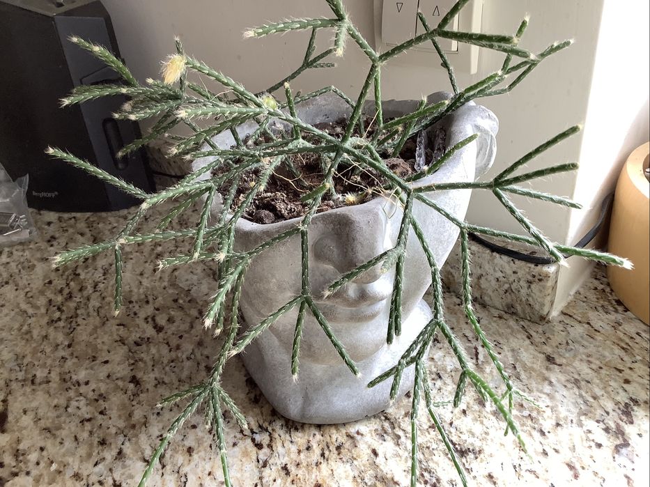 Kaktus zwisający Rhipsalis cassutha sadzonka ukorzeniona