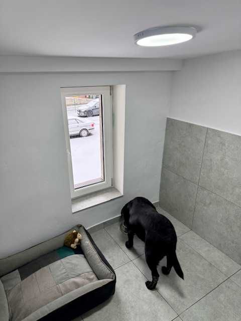 Hotel dla psów Wałbrzych Psiotel opieka 24/7