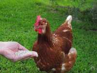 Kurczaki kurki nioski kury z jajkiem z dowozem GRATIS do klienta.FERMA